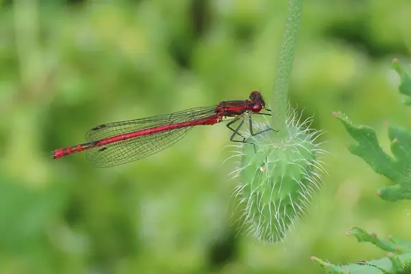 Frühe Adonislibelle