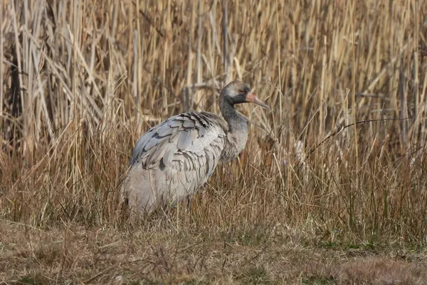 Kranich am 26. Februar 2023 im Werriker Riet