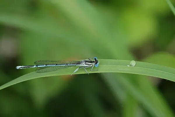 Blaue Federlibelle am 28. Juli 2024 beim Aaspitz