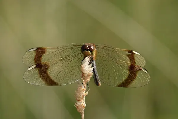 Gebänderte Heidelibelle &female; am 31. August 2024 am Sihlsee