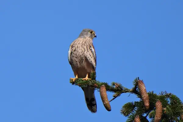 Turmfalke am 30. September 2024 bei Seewisen
