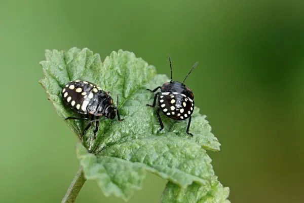 Kohlwanzenlarven auf Malvenblatt am 29. September 2025 im Garten