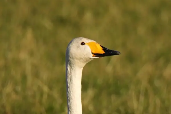 Singschwan am 27. November 2025 beim Stogelacher