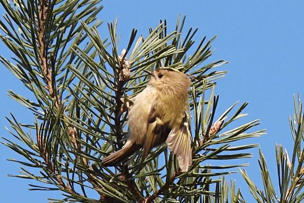 Wintergoldhähnchen am 31. Dezember 2025 im Robehuserriet