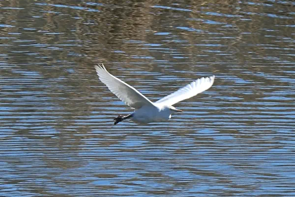Kuhreiher am 27. Februar 2026 bei Stilli Rüss