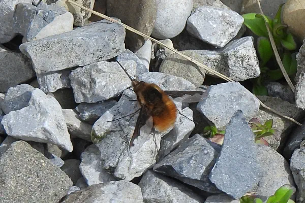 Wollschweber am 28. März 2026 im Garten