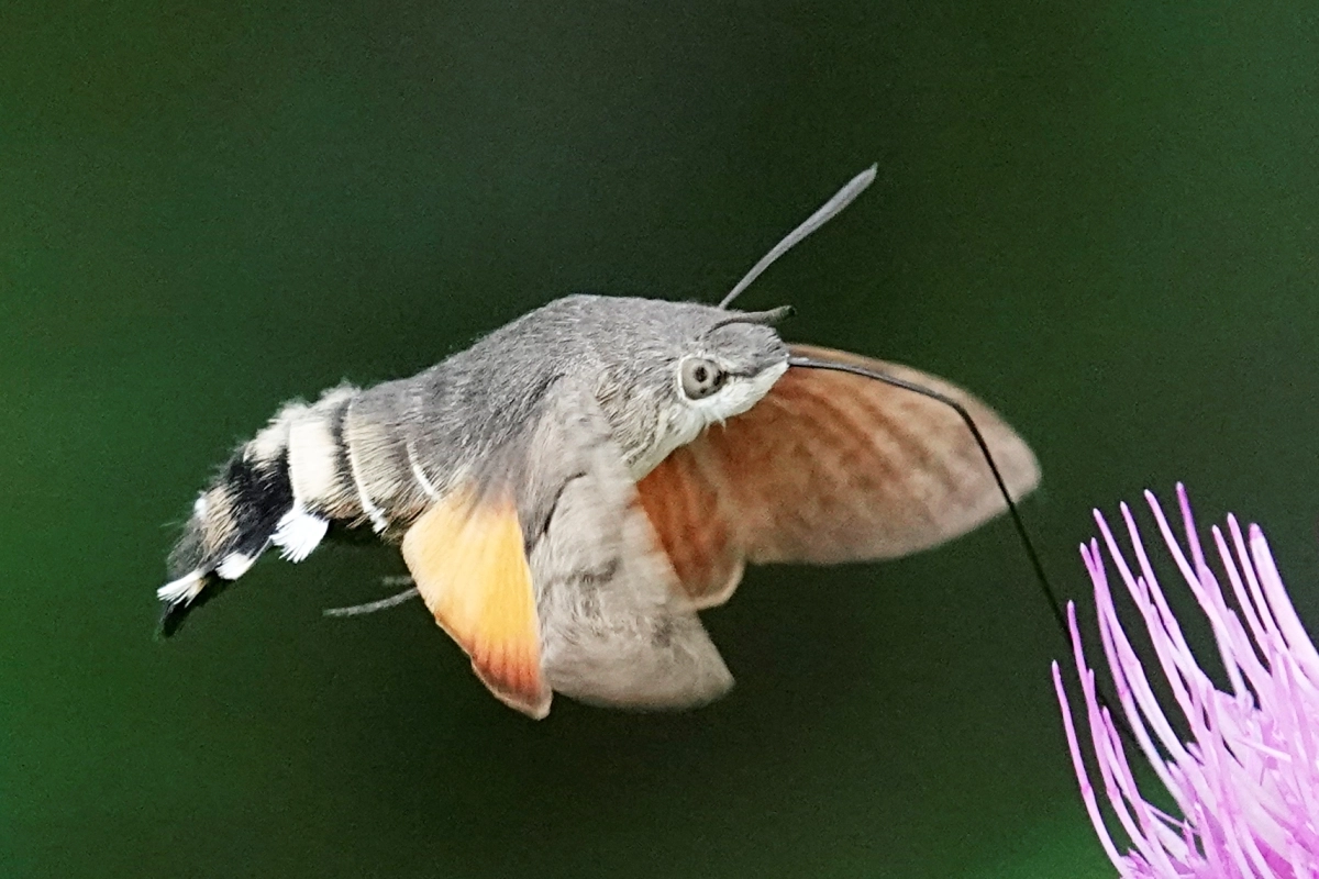 Taubenschwänzchen