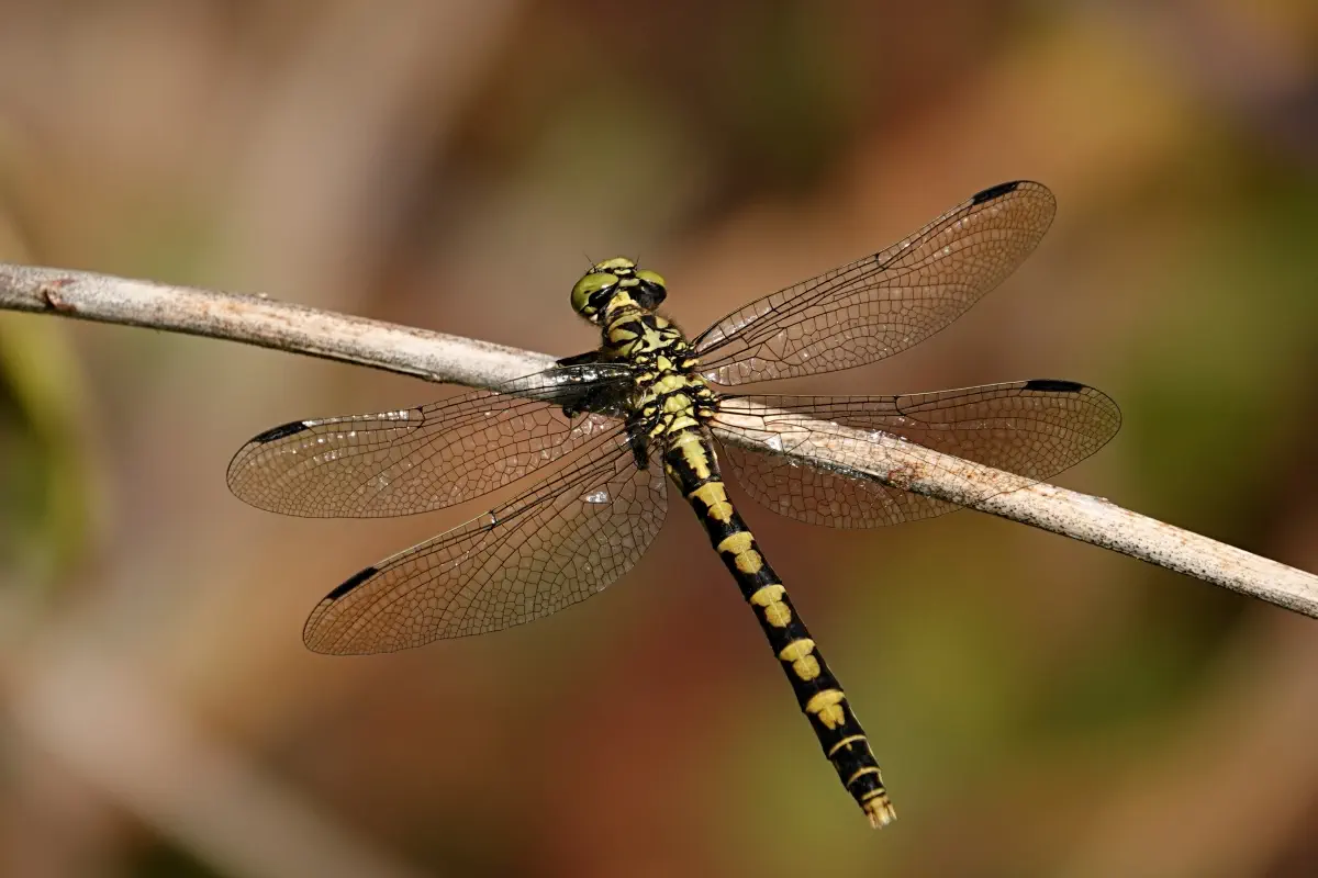 Kleine Zangenlibelle
