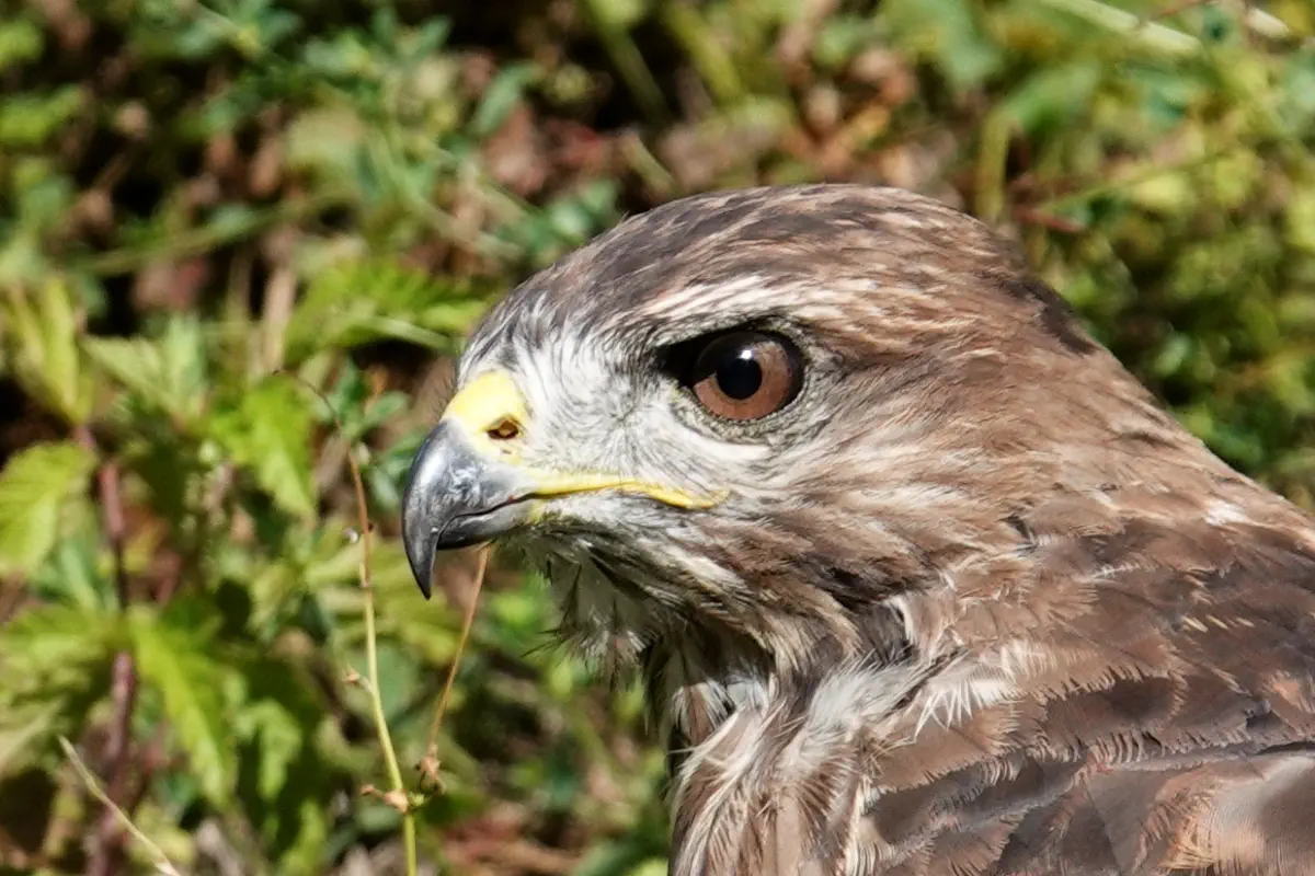 Mäusebussard