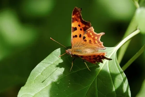 C-Falter am 27. August 2026 im Hardwald