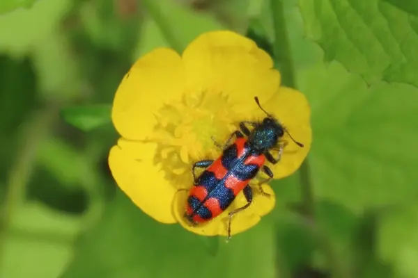 Zottiger Bienenkäfer