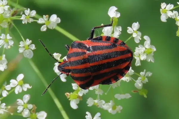 Streifenwanze