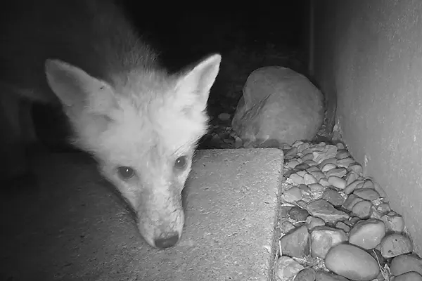 Fuchs am 21. November 2020