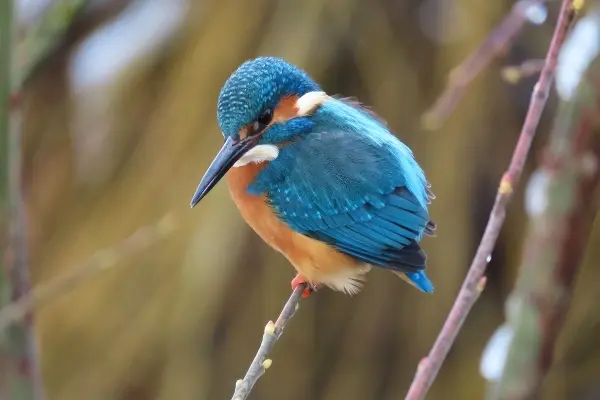 Vögel