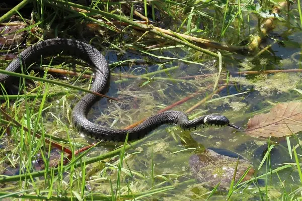 Amphibien und Reptilien