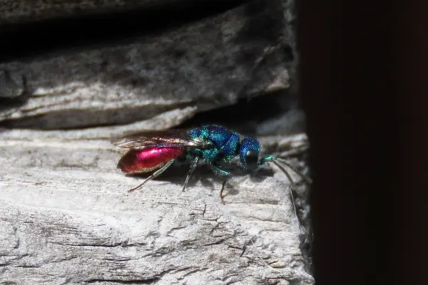 Insekten