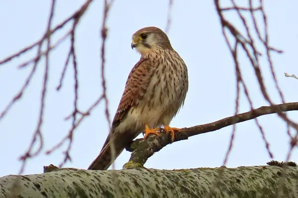 Turmfalke